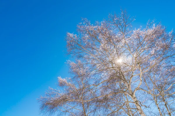 Árboles congelados en invierno con cielo azul —  Fotos de Stock