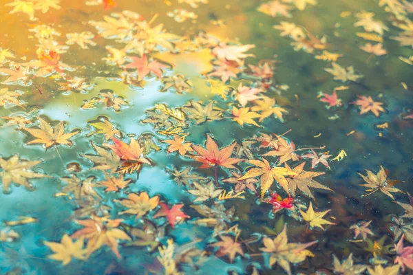 Folha de bordo de outono colorido na água (proces imagem filtrada — Fotografia de Stock
