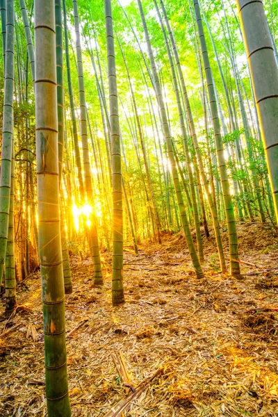 Bambuskog med soliga morgonen — Stockfoto