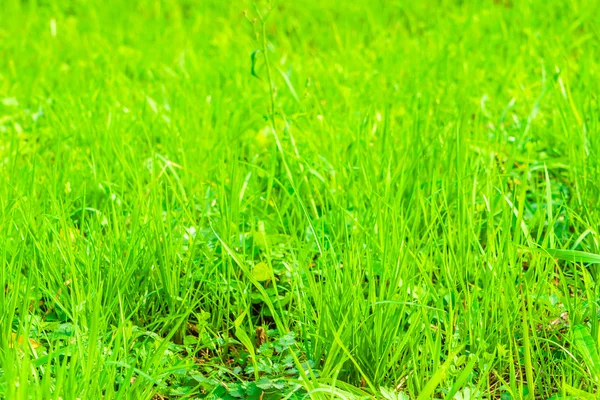 Fresh spring green grass — Stock Photo, Image