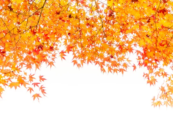 Güzel renkli sonbahar yaprakları