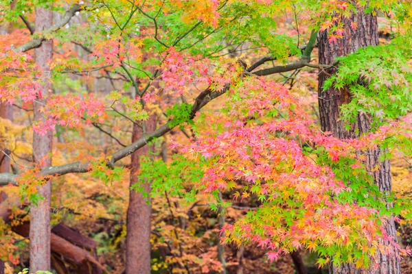 Красивые цветные осенние листья — стоковое фото
