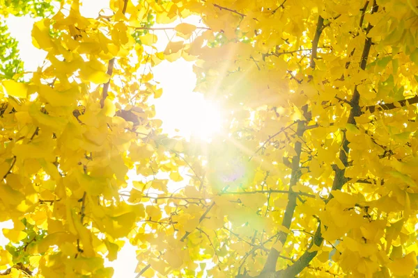 Belles feuilles d'automne colorées — Photo