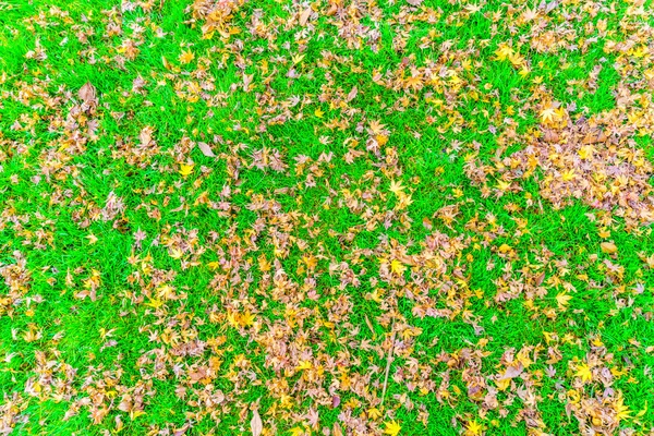 赤黄色の秋のカエデの葉が新鮮な春の緑の草の上 — ストック写真