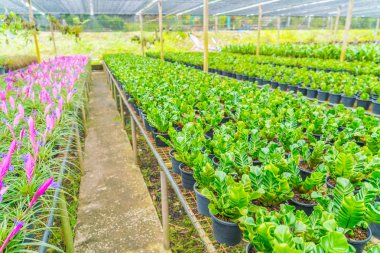 Bahçede yeşil Asplenium .