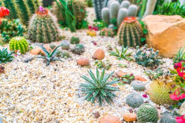 Güzel küçük kaktüs alan .