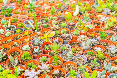 Güzel küçük kaktüs alan .