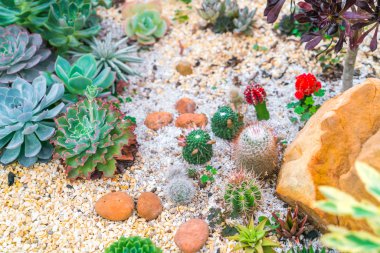 Güzel küçük kaktüs alan .