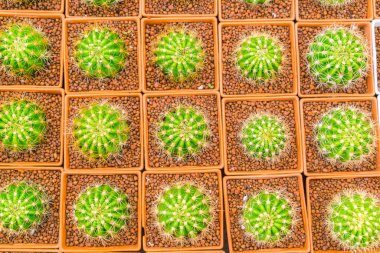 Güzel küçük kaktüs alan .