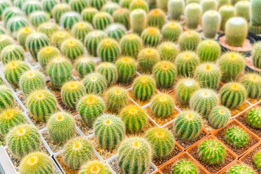 Güzel küçük kaktüs alan .