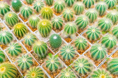 Güzel küçük kaktüs alan .