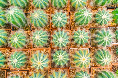 Güzel küçük kaktüs alan .