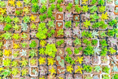 Güzel küçük kaktüs alan .