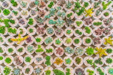 Güzel küçük kaktüs alan .