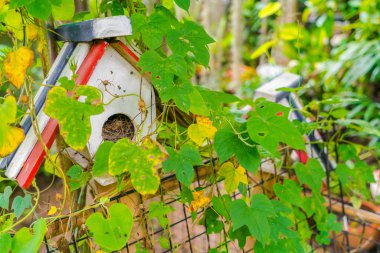 Orman kuş evi., yüksek çözünürlüklü görüntüleri