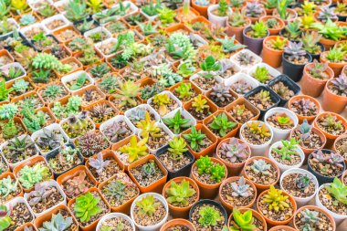 Güzel küçük kaktüs alan .