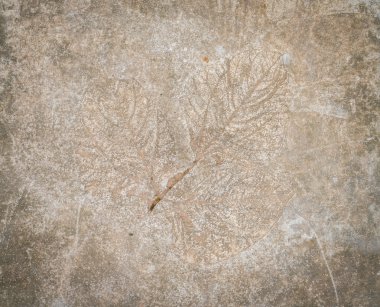 taş yaprak izlenimi