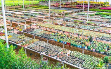 Güzel küçük kaktüs alan .