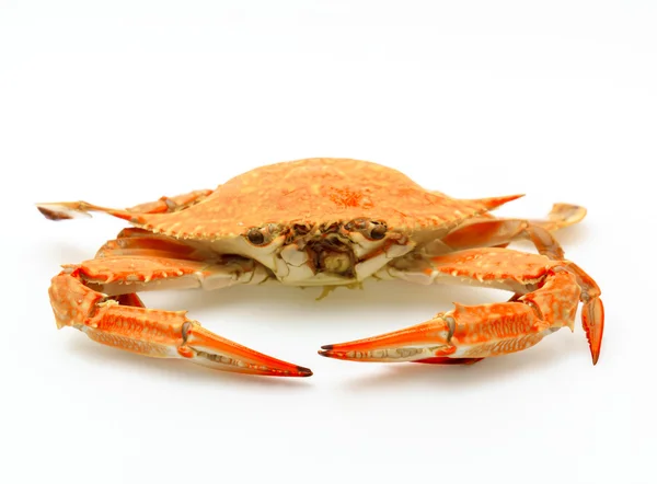 Steamed crabs on white background . — Stock Photo, Image