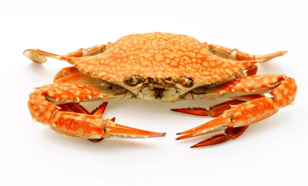 Steamed crabs on white background . — Stock Photo, Image