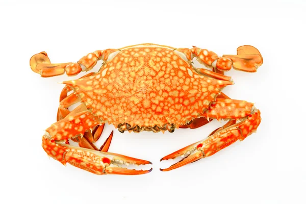 Steamed crabs on white background . — Stock Photo, Image