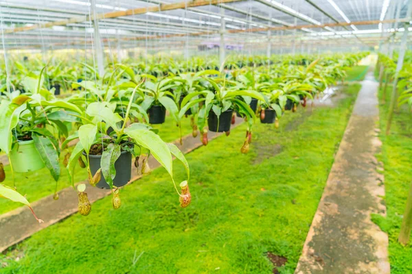 Green  Nepenthes field , also known as tropical pitcher plants o — Stock Photo, Image