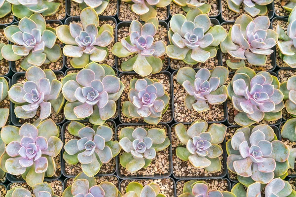 Schönes kleines Kakteenfeld . — Stockfoto