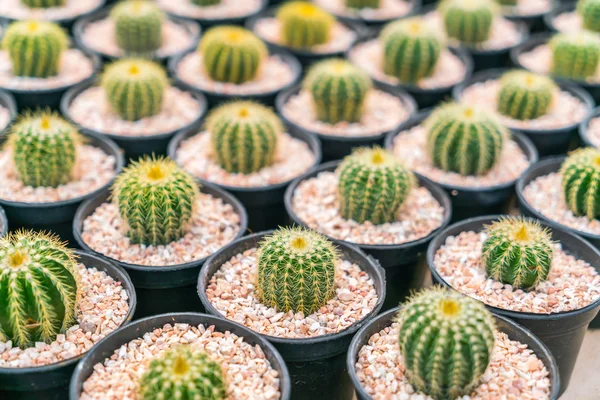 Mooie kleine cactus veld . — Stockfoto