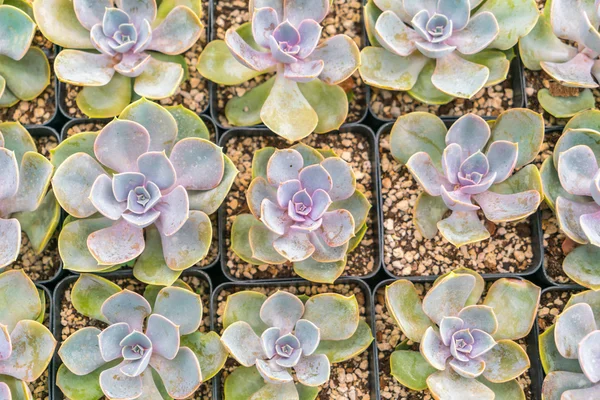 Hermoso pequeño campo de cactus  . —  Fotos de Stock