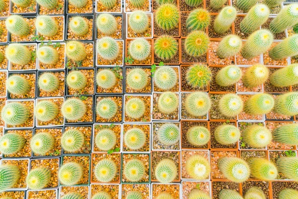 Güzel küçük kaktüs alan .