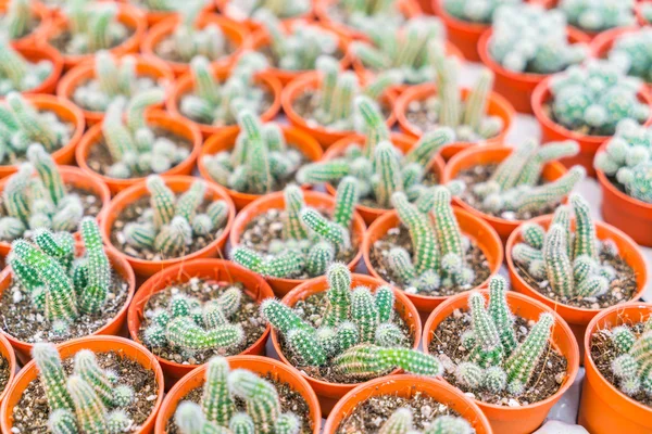 Hermoso pequeño campo de cactus  . —  Fotos de Stock