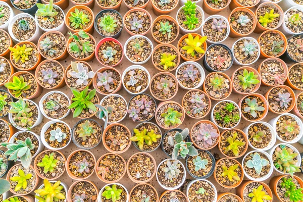 Hermoso pequeño campo de cactus  . — Foto de Stock