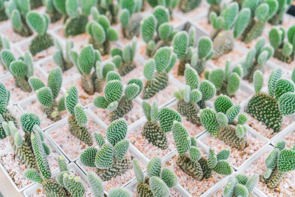 Beau petit champ de cactus  . — Photo