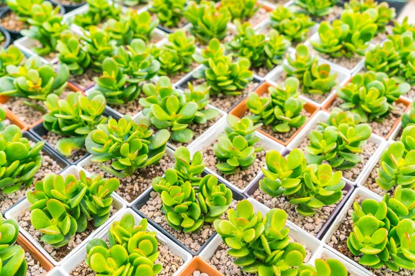 Hermoso pequeño campo de cactus  . — Foto de Stock