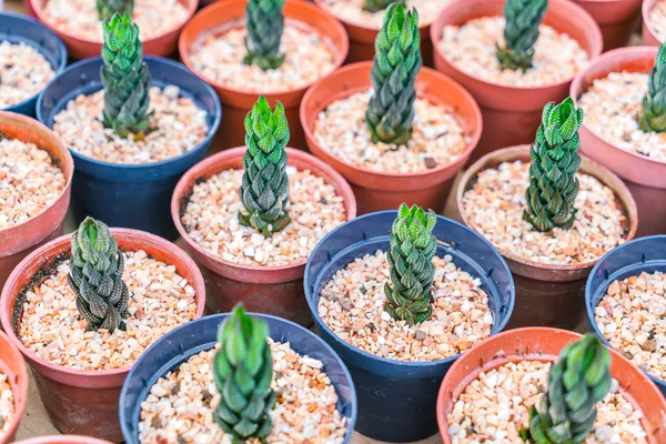 Hermoso pequeño campo de cactus  . — Foto de Stock