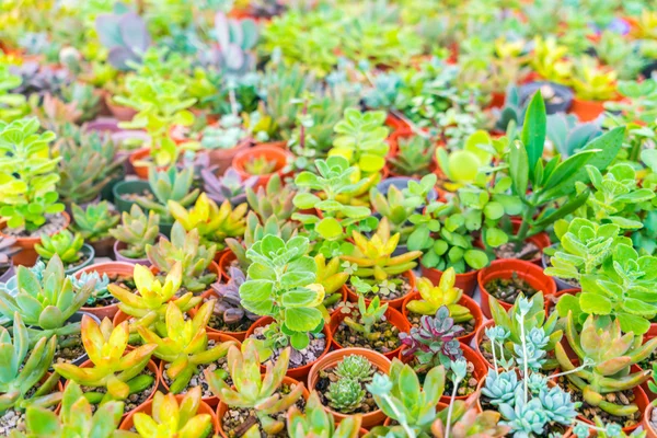 Schönes kleines Kakteenfeld . — Stockfoto