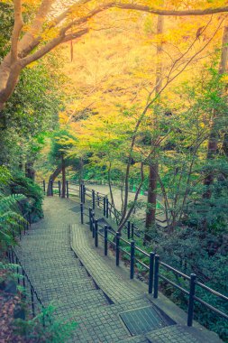 Way in forest .  ( Filtered image processed vintage effect. )