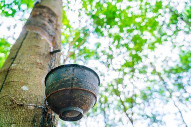 kauçuk ağacı sütü bir kaseye akar .