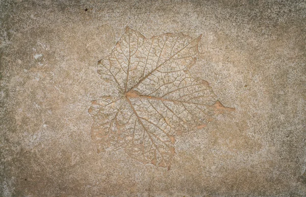 taş yaprak izlenimi