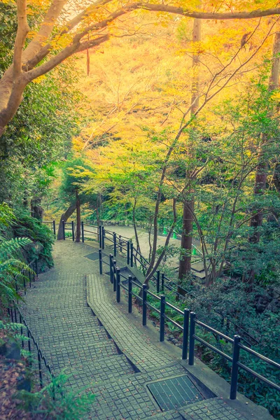 Way in forest .  ( Filtered image processed vintage effect. )