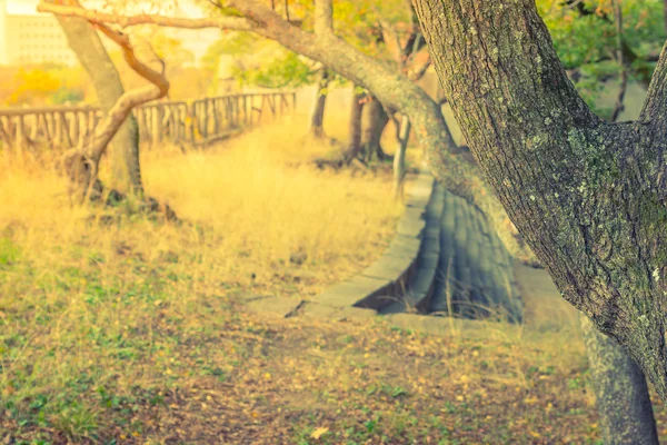 Camino en el bosque. (Imagen filtrada efecto vintage procesado . ) — Foto de Stock