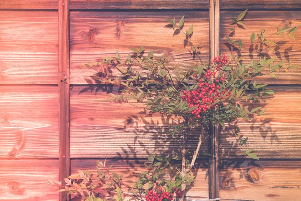 Nandian med röda bär, på trä bakgrund (filtrerad bild p — Stockfoto