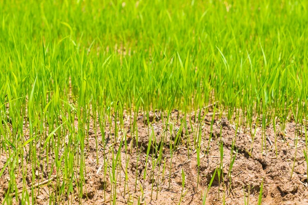 Campo de arroz verde. , Imágenes de alta definición — Foto de Stock