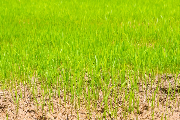 Campo de arroz verde. , Imagens de alta definição — Fotografia de Stock