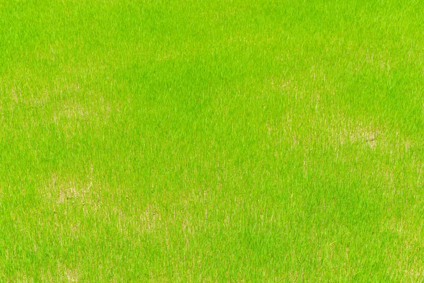 Green rice field  .,High definition images — Stock Photo, Image