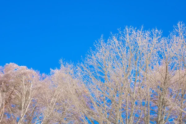 Árvores congeladas no inverno com céu azul — Fotografia de Stock