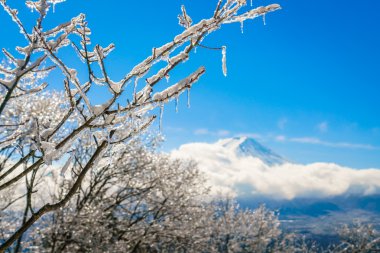 Dağ Fuji ağaçlar üzerinde buz kaplama ile
