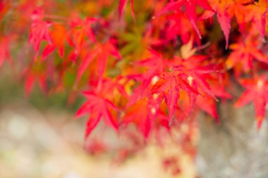 Güzel renkli sonbahar yaprakları