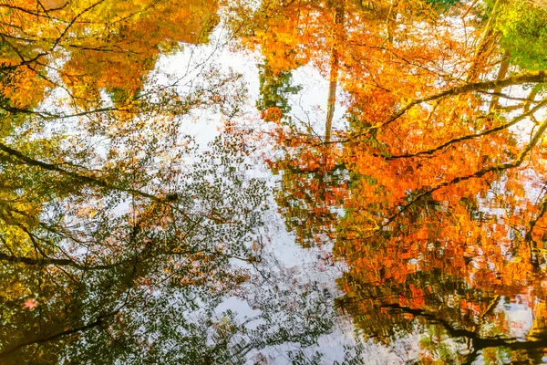 Arbres d'automne colorés reflétés dans l'eau — Photo