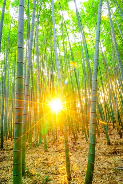 Bamboebos met zonnige in ochtend — Stockfoto